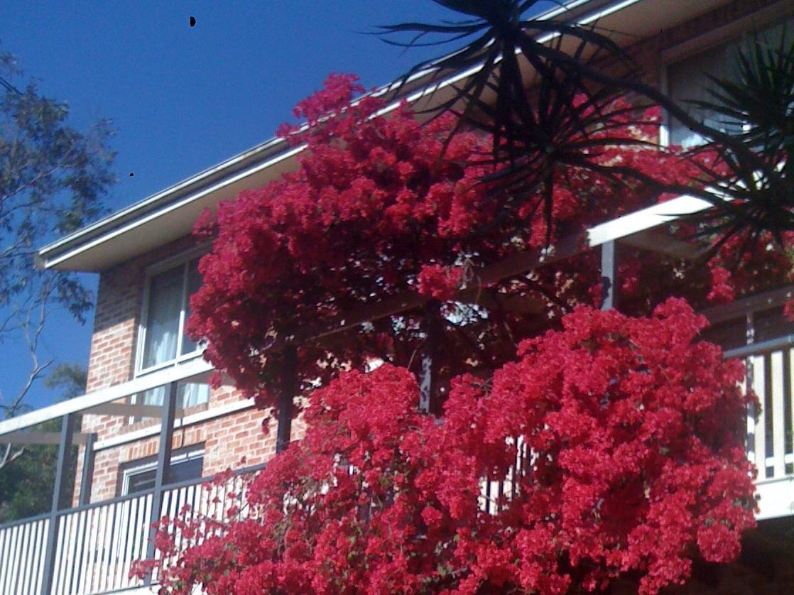 Linley House Bed & Breakfast Sydney Eksteriør bilde