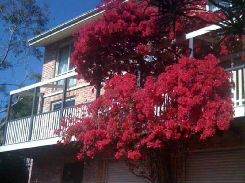 Linley House Bed & Breakfast Sydney Eksteriør bilde